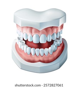 Dental tooth model isolate on white background,  Vector illustration