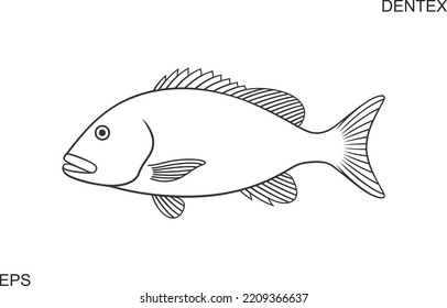 Dentex outline. Isolated dentex on white background