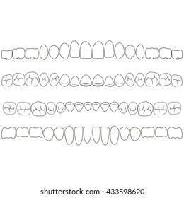 Dentition, the crown portion of the tooth front and the chewing surface with fissures, vector illustration for print or design is easily edit