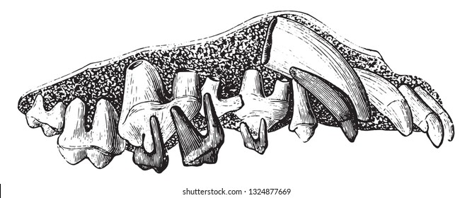 Dentition of the Dog, vintage engraved illustration. Zoology Elements from Paul Gervais.

