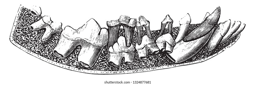 Dentition of the Dog, vintage engraved illustration. Zoology Elements from Paul Gervais.
