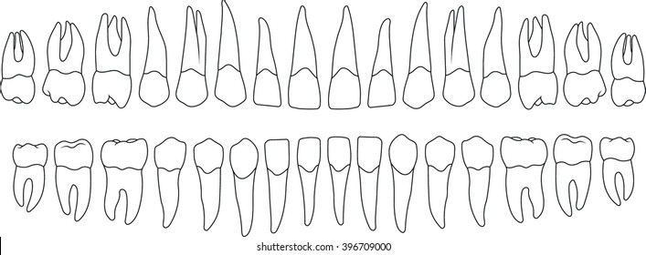 dentition on a white background
