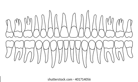 dentition on white, teeth