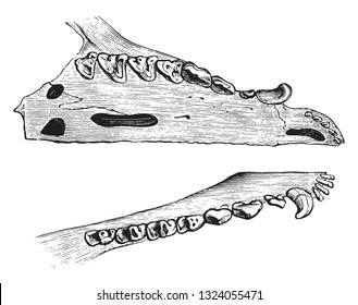 Dentition of the sarigue, vintage engraved illustration. 