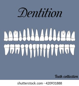 Dentition teeth - incisor, canine, premolar, molar upper and lower jaw. Vector illustration for print or design of the dental clinic