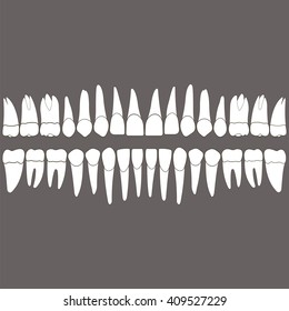 dentition , white tooth and the roots on a gray background for the dental clinic vector and easily editable color and shape