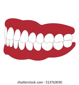 dentures with white teeth, dentition the gums of the upper and lower jaw, the bite in occlusion, vector illustration for dental clinic