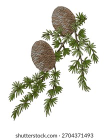 Rama de cedro de Deodar con conos