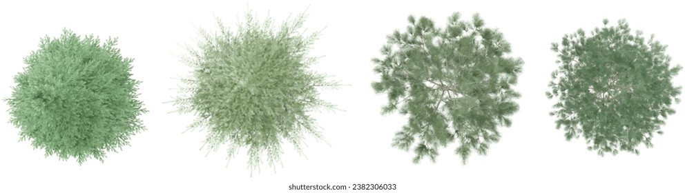 Deodar cedar,Spruce,Pinus sylvestris trees top view for landscape plan and architecture layout