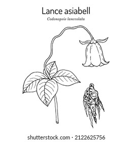 Deodeok or lance asiabell (Codonopsis lanceolata), edible and medicinal plant. Hand drawn botanical vector illustration