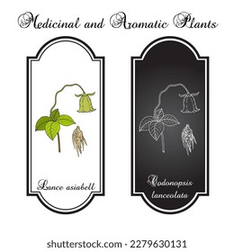Deodeok or lance asiabell (Codonopsis lanceolata), edible and medicinal plant. Hand drawn botanical vector illustration