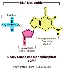 Deoxy Guanosine Monophosphate dGMP Nucleotide strcuture, building block of DNA molecule - sugar, phosphate and nitrogenous base.
