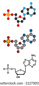 Deoxyadenosine monophosphate (dAMP) nucleotide molecule. DNA building block. Stylized 2D renderings and conventional skeletal formula.