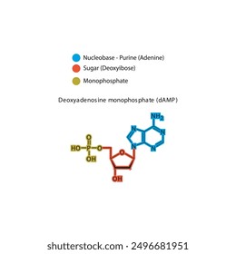 Deoxyadenosine monophosphate (dAMP) skeletal structure schematic illustration, Nucleotide molecule.