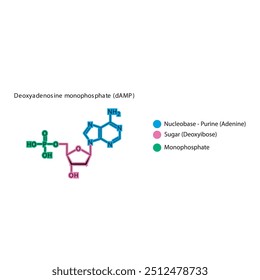 Skelettstruktur von Deoxyadenosin-Monophosphat (dAMP), schematische Darstellung, Nukleotidmolekül.
