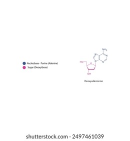 Deoxyadenosine skeletal structure schematic illustration, Nucleoside molecule.
