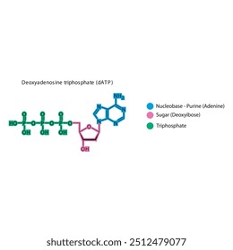 Deoxyadenosine triphosphate (dATP) skeletal structure schematic illustration, Nucleoside molecule.