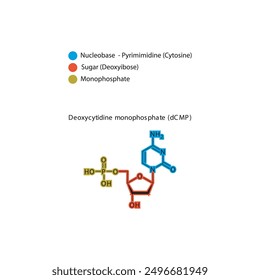 Skelettstruktur von Deoxycytidinmonophosphat (dCMP), schematische Darstellung, Nukleotidmolekül.