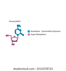 Deoxycytidine skeletal structure schematic illustration, Nucleoside molecule.