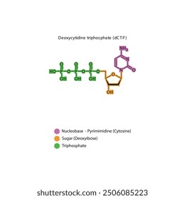 Skelettstruktur von Deoxycytidintriphosphat (dCTP), schematische Darstellung, Nukleosidmolekül.