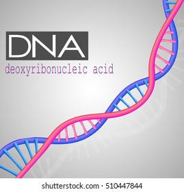 Deoxyribonucleic acid, DNA