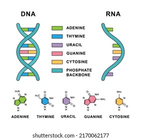 Ácido desoxirribonucleico y ácido ribonucleico con fórmulas de nucleobasas. Estructura de nucleobasas de ADN y ARN: citosina, guanina, adenina, uracilo, timidina.