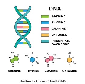 Espiral de ácido desoxirribonucleico con nucleobasas de ADN fórmulas moleculares. molécula de ADN con estructura de nucleobasas - citosina, guanina, adenina, timidina.