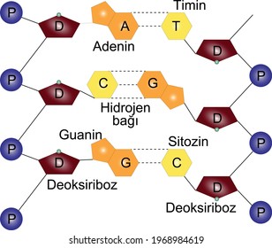 Deoxyribose, guanine, adenine, thymine, hydrogen bond, cytosine, peptide. DNA double strand image