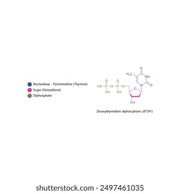 Deoxythymidine diphosphate (dTDP) skeletal structure schematic illustration, Nucleoside molecule.