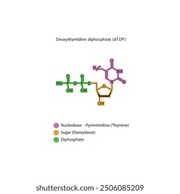 Skelettstruktur von Deoxythymidindiphosphat (dTDP), schematische Darstellung, Nukleosidmolekül.