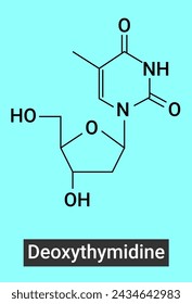 Deoxythymidine is the DNA nucleoside T, which pairs with deoxyadenosine (A) in double-stranded DNA. 