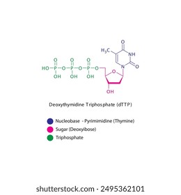 Deoxythymidine Triphosphate (dTTP) skeletal structure schematic illustration, Nucleoside molecule.