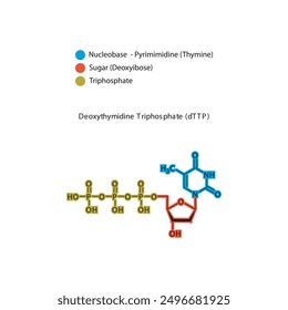 Deoxythymidine Triphosphate (dTTP) skeletal structure schematic illustration, Nucleoside molecule.