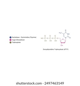 Deoxythymidine Triphosphate (dTTP) skeletal structure schematic illustration, Nucleoside molecule.