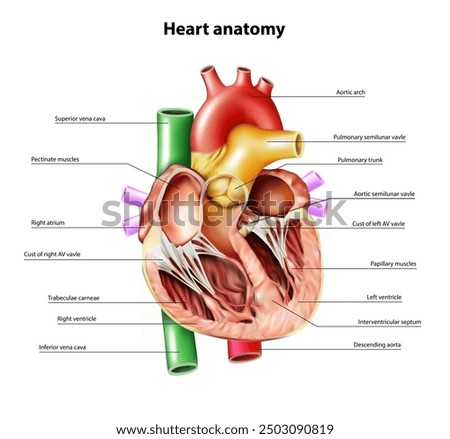 Departments of the heart. The structure of the heart. Vector illustration