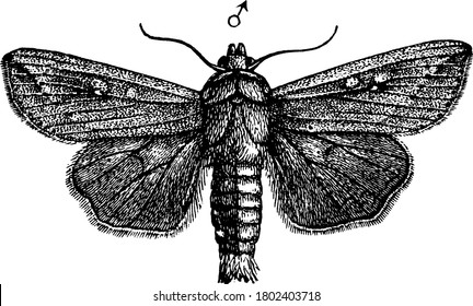 Depicts an Armyworm, Leucania unipuncta species. Forewings consists of lighter spots towards the centre of the moth and hindwings appear paler with darker borders, vintage line drawing or engraving.