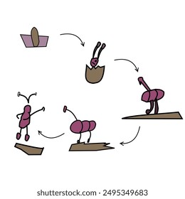 representa el ciclo de vida completo de una hormiga, desde el huevo hasta la larva, la pupa y, finalmente, hasta la hormiga adulta. Esta ilustración educativa es perfecta para libros de texto de biología, proyectos científicos y libros.