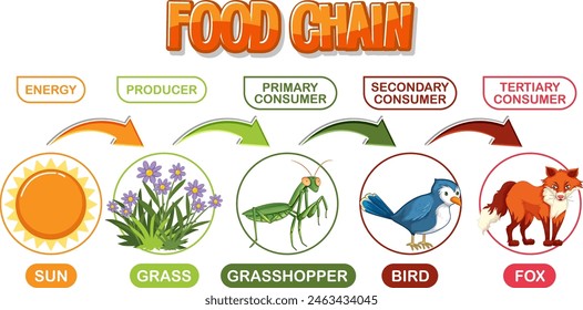 Representa el flujo de energía a través de una cadena alimentaria