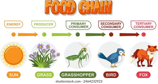 Depicts energy flow through a food chain