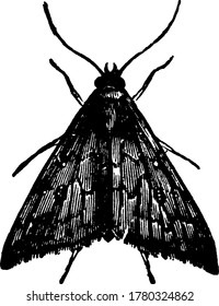 Depicts the Owlet moth, Aletia argillacea species, at rest, showing its large head and wings mottled with markings, vintage line drawing or engraving illustration.