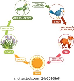 Depicts a simple food chain cycle