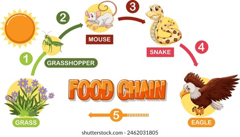 Depicts a simple food chain sequence