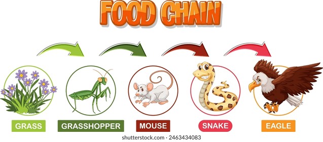 Depicts a simple food chain sequence