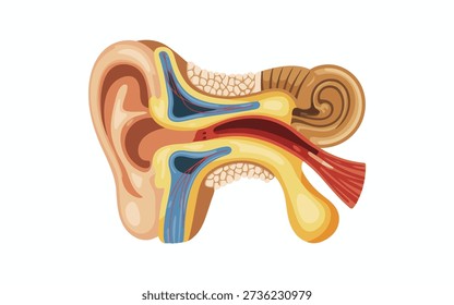 An in depth view of the ear's inner workings, illustrating the auditory pathway and complex interconnected components on a plain background.