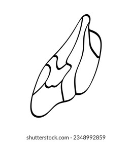 Derative wing.Pattern.Image on white and colored background.