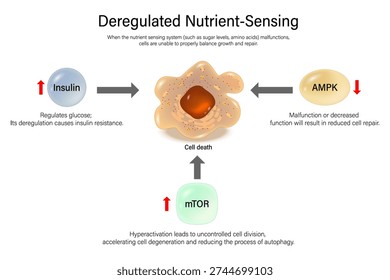 Deregulated nutrient sensing. Hallmarks of ageing. The failure of metabolic pathways to correctly sense and respond to nutrient availability. 