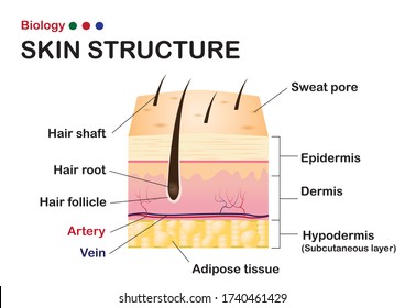 Dermatology Diagram Show Structure Layers Skin Stock Vector (Royalty ...