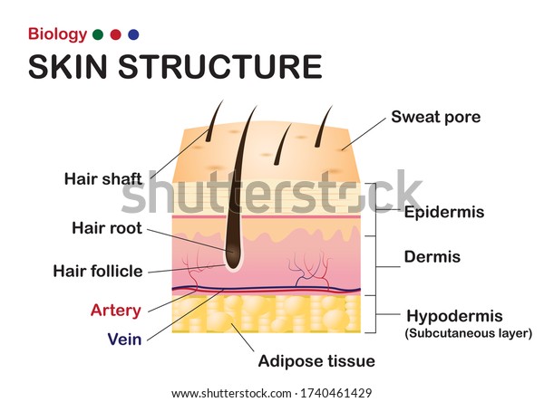 Dermatology Diagram Show Structure Layers Skin Stock Vector (Royalty ...