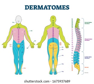 Dermatomes vector illustration. Labeled educational anatomical skin parts scheme. Epidermis area supplied by afferent spinal nerve fibers. Cervical, thoracic, lumbar and sacral nerves division diagram