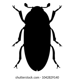 Dermestes maculatus, insect, pest (vector, black contour, isolated, silhouette)